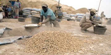 Production arachidière : la région de Kaffrine (Centre) encore leader avec 304 185 tonnes