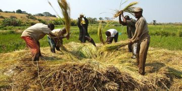 La région de Sedhiou, première productrice de riz du Sénégal