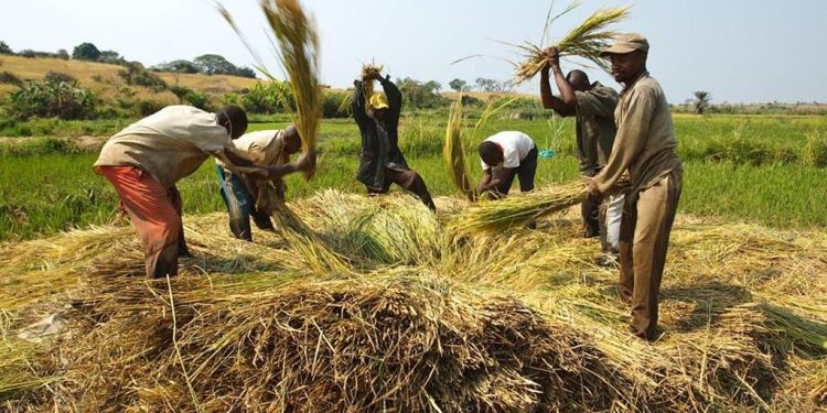 La région de Sedhiou, première productrice de riz du Sénégal
